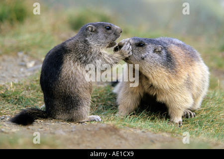 Alpine Marmot Marmota marmota Stockfoto