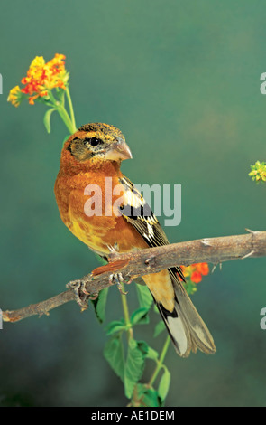 Erwachsene männliche Black-headed Kernbeißer sitzt auf Zweig, wo es in Mexiko überwintert. Im Sommer wird es Norden in die USA migrieren. Stockfoto