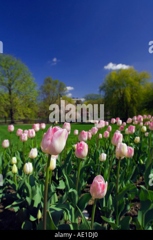 Leichte rosa Tulpen in der Boston Public Garden während Frühling Boston MA USA Stockfoto