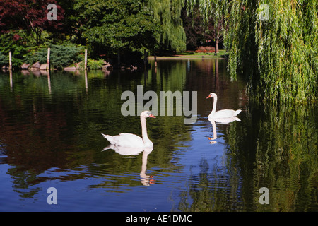 Zwei weiße Höckerschwäne auf der Lagune in der Boston Public Garden Boston MA USA Familie Anatidae Gattung Cygnus Stockfoto