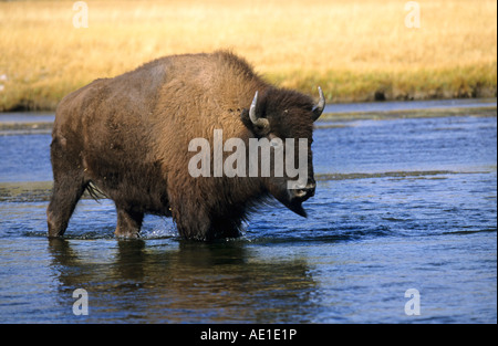 Bison Bison Bison Büffel Bison waten durch einen Fluss mit einer Reflexion im Wasser im frühen Abendlicht in Yellowstone Stockfoto