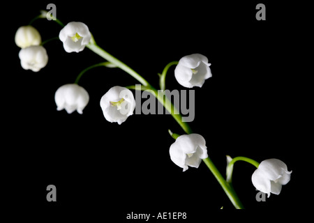 Nahaufnahme von Maiglöckchen Blumen vor einem schwarzen Hintergrund Convallariaarten majalis Stockfoto