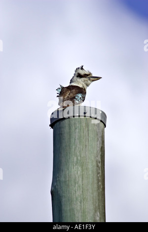 Lachen Blue Winged Kookaburra Dacelo novaeguineae Stockfoto