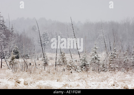 Neuschnee auf gesprenkelten Erlen in Biber Sumpf, Greater Sudbury, Ontario, Kanada Stockfoto