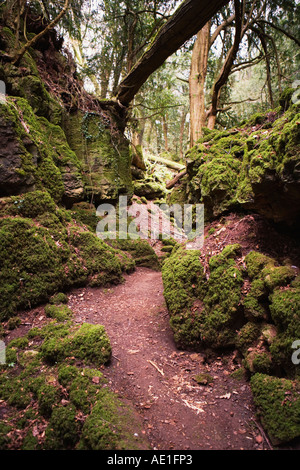 Weg durch Puzzlewood, eine Attraktion in der Forest of Dean, Lollapalooza, Gloucestershire Stockfoto