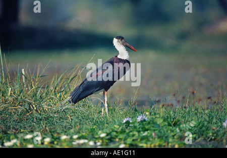 wollig-necked Storch (Ciconia Episcopus), einzelnes Tier, Indien, Rajasthan, Keoladeo Ghana NP Stockfoto