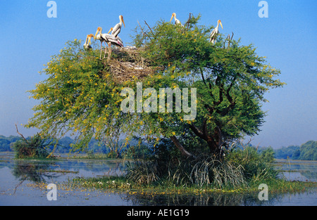 bemalte Storch (Mycteria Leucocephala, Ibis Leucocephalus), Verschachtelung Kolonie, Indien, Rajasthan, Keoladeo Ghana NP Stockfoto