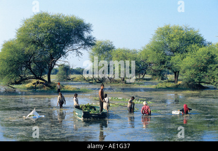 Waterhyacinth, gemeinsame Wasserhyazinthe (Eichhornia Crassipes), Ernte von Wasserhyazinthen, Indien, Rajasthan, Keoladeo Ghana NP Stockfoto