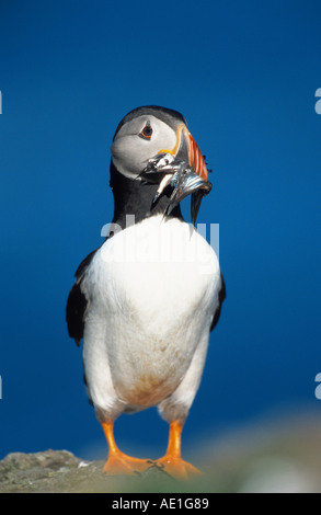 Papageitaucher (Fratercula Arctica) mit Sandaale, Großbritannien, Schottland, Lunga Stockfoto