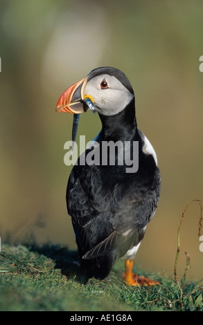 Papageitaucher (Fratercula Arctica) mit Sandaale, Großbritannien, Schottland, Lunga Stockfoto