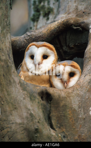 Schleiereule (Tyto Alba), junge Vögel nisten Loch, Großbritannien, Schottland, Fluss Tweed Stockfoto