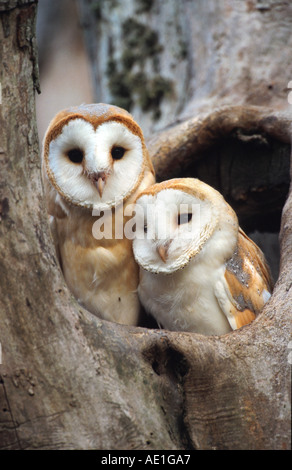 Schleiereule (Tyto Alba), junge Vögel nisten Loch, Großbritannien, Schottland, Fluss Tweed Stockfoto