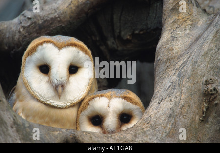 Schleiereule (Tyto Alba), junge Vögel nisten Loch, Großbritannien, Schottland, Fluss Tweed Stockfoto