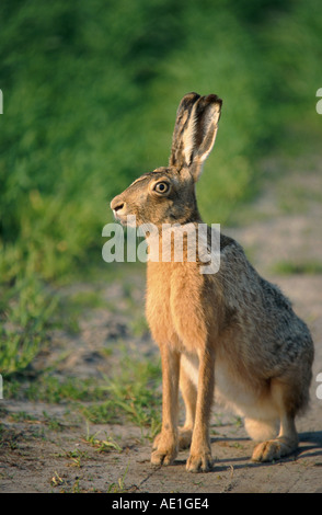 Feldhase (Lepus Europaeus), sitzen auf Pfad Stockfoto