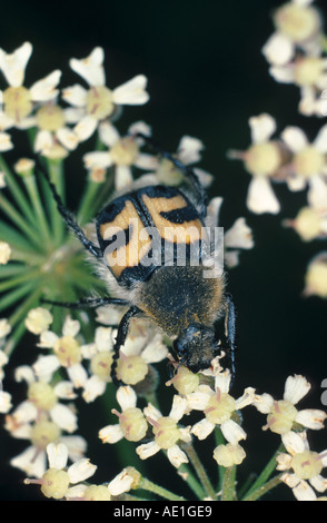 Biene Chafer, Biene Käfer (Trichius Fasciatus), auf Blüte Stockfoto