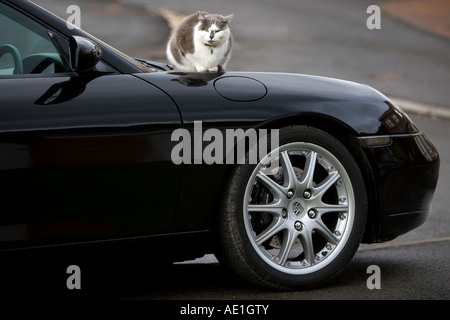 Graue und weiße Katze saß auf der Motorhaube des schwarzen Porsche 911 Carrera Sportwagen Stockfoto