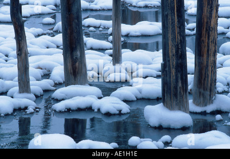tote Bäume stehen im Bach, USA Stockfoto