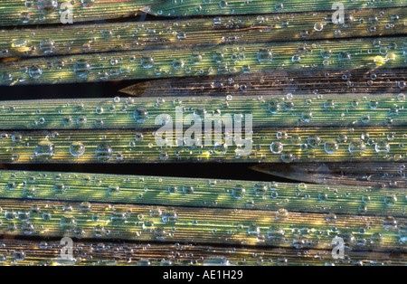 gefrorenen Tropfen auf Schilf Blätter Stockfoto