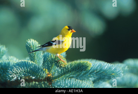 Amerikanische Stieglitz (Zuchtjahr Tristis), Männlich, sitzen auf Zweig, USA Stockfoto