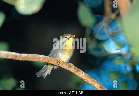 Pekin Robin (Leiothrix Lutea), sitzt auf einem Zweig Stockfoto