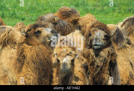 Baktrischen Kamel, zwei bucklig Kamel (Camelus Bactrianus), Herde Stockfoto