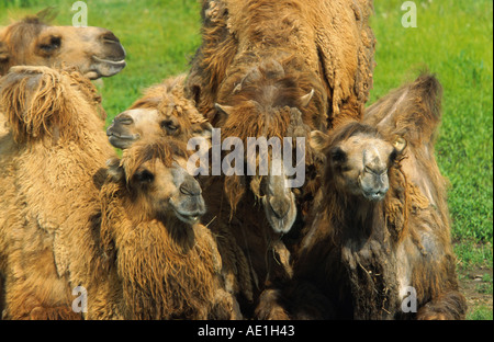 Baktrischen Kamel, zwei bucklig Kamel (Camelus Bactrianus), Herde, auf der Wiese liegend Stockfoto