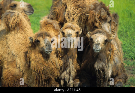 Baktrischen Kamel, zwei bucklig Kamel (Camelus Bactrianus), Herde, auf der Wiese liegend Stockfoto