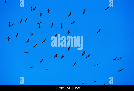 Die Abdim Storch (Ciconia Abdimii), fliegen, Tansania Stockfoto