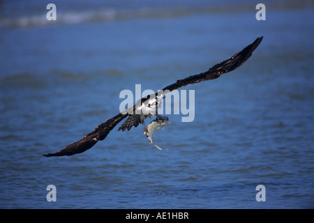 Fischadler Pandion Haliaetus Erwachsenen während des Fluges mit Fisch Sanibel Island Florida USA Dezember 1998 Stockfoto