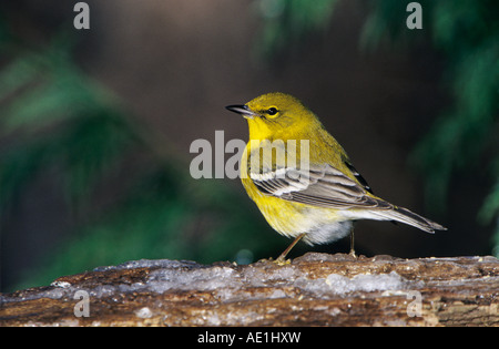 Pine Warbler Dendroica Pinus männlich auf Log mit Eis Burlington North Carolina USA Januar 2005 Stockfoto