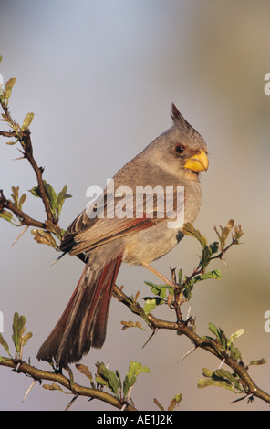 Pyrrhuloxia Cardinalis Sinuatus weibliche Starr County Rio Grande Valley Texas USA April 2002 Stockfoto