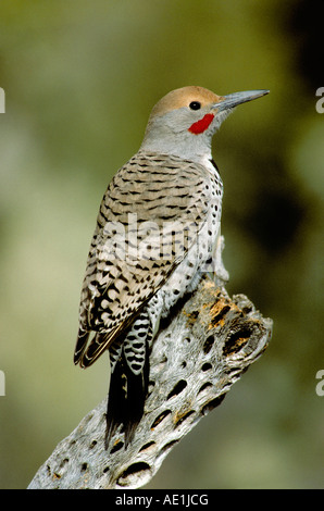 Vergoldete Flimmern Colaptes Auratus Tucson Pima Co ARIZONA USA Januar erwachsenen männlichen Picidae Stockfoto