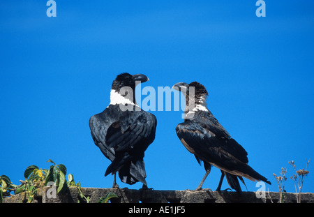 Afrikanische weiß-necked Raven (Corvus Albicollis), paar Stockfoto