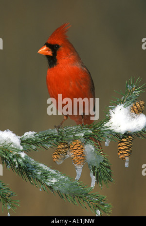 Northern cardinal Cardinalis cardinalis Männlichen auf Fichte Ast östlichen Nordamerika Stockfoto