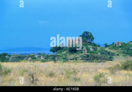 Heißwasserquellen, Granit Monadnock, Lebensraum für Rock manatus, Tansania Stockfoto