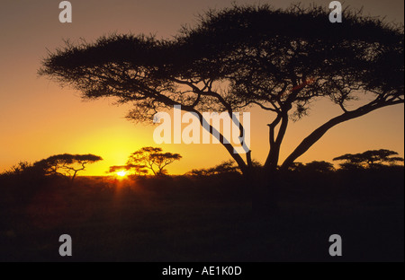 Regenschirm Thorn Akazie, Regenschirm-Akazie (Acacia Tortilis), Silhouette bei Sonnenaufgang, Tansania, Serengeti NP Stockfoto