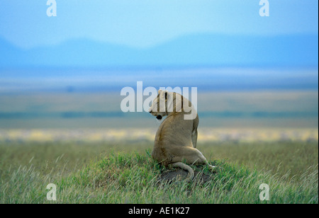 Löwe (Panthera Leo), auf Hügel sitzen und beobachten, Tansania Stockfoto