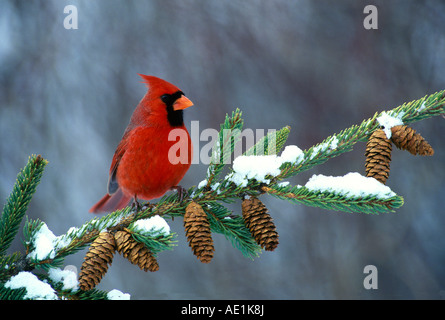 Northern cardinal Cardinalis cardinalis Männlichen auf Fichte Ast östlichen Nordamerika Stockfoto