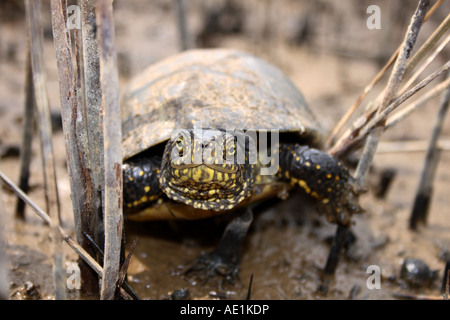 Eine europäische Sumpfschildkröte im Schilf auf der Insel Pag in Dalmatien, Kroatien Stockfoto
