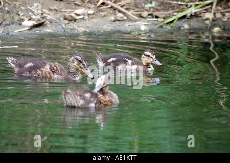 Baby Stockente - Anas platyrhynchos Stockfoto