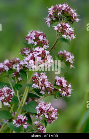 Oregano Blume, Origanum vulgare Stockfoto