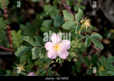 Arizona Rose Rosa Woodsii Greer White Mountains Arizona USA 23 June Rosaceae Stockfoto