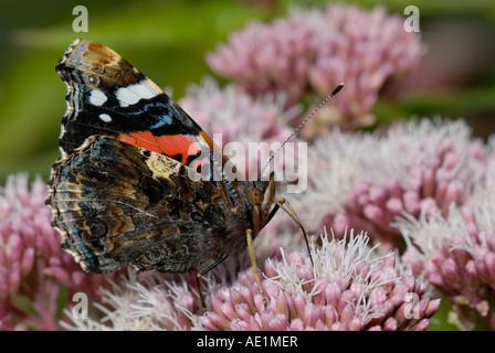 Red Admiral Butterfly, Vanessa atalanta, Wales, Großbritannien. Stockfoto