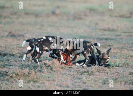 Afrikanischer Wildhund Welpen füttern in der Masai Mara National Reserve Kenia in Ostafrika Stockfoto