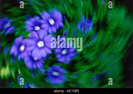 Abstrakte Spiral-Effekt von einem Bouquet von bemalten daisy Stockfoto