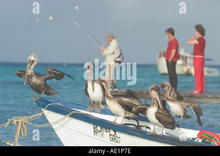 Eine Gruppe von Pelikanen und Fischer auf einem Segelboot Los Roques Venezuela-Südamerika Stockfoto