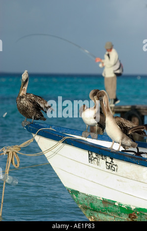 Eine Gruppe von Pelikanen und einem Fischer auf einem Segelboot Los Roques Venezuela-Südamerika Stockfoto