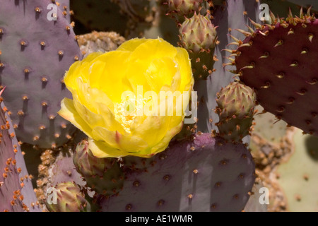 Santa Rita Stachelige Birne Cylindropuntia Santa Rita Tucson Arizona USA 26 April Cactaceae Stockfoto