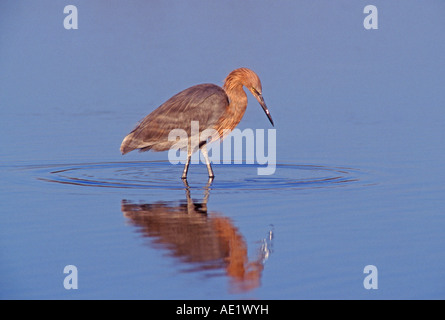 Rötlicher Reiher Egretta saniert Erwachsenen Ding Darling National Wildlife Refuge Sanibel Island Florida USA Dezember 1998 Stockfoto