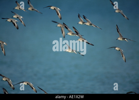 Roten Knoten Calidris Canutus Herde im Flug Winterkleid Sanibel Island Florida USA Dezember 1998 Stockfoto